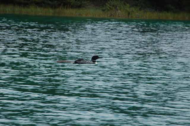 loon on one of the lakes at Valley of the Five Lakes